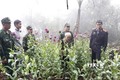 Cao Bằng: Khởi tố vụ án trồng 600 cây thuốc phiện