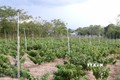 Quảng Trị mở rộng diện tích trồng gắn với chế biến cây dược liệu