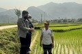 Lai Châu tập trung phòng, trừ sâu bệnh hại lúa Đông Xuân