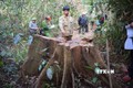 Liên quan đến vụ phá rừng tại hai huyện Kbang, Kông Chro: Kỷ luật nhiều nhân viên quản lý, bảo vệ rừng