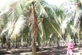 Bến Tre hoàn thiện chuỗi giá trị bền vững cho cây dừa