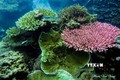 Vườn Quốc gia Côn Đảo trở thành Vườn Di sản ASEAN  
