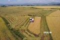 Phú Yên tái cơ cấu ngành lúa gạo qua ứng dụng cơ giới hóa, chọn giống