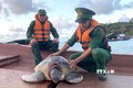 Kiên Giang: Vận động ngư dân thả cá thể rùa biển khoảng 80 kg về lại đại dương