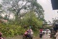 Mưa to kèm dông lốc gây nhiều thiệt hại tại Tuyên Quang