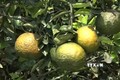 Nhà vườn ở Trà Vinh thất thu vì giá một số loại trái cây giảm mạnh