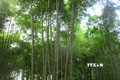 Thanh Hóa: Phục tráng, phát triển rừng luồng theo hướng thâm canh bền vững