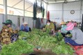 Tiền Giang khuyến khích nông dân chuyển đổi trồng rau màu thích ứng biến đổi khí hậu