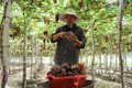 Ninh Thuận nhân rộng mô hình sản xuất nông nghiệp công nghệ cao
