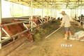 Lai Châu: Nhân rộng mô hình chăn nuôi đại gia súc với quy mô lớn