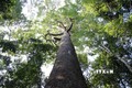 Cây Vên Vên trên 100 năm tuổi trong Vườn quốc gia Lò Gò - Xa Mát đã được công nhận là cây di sản Việt Nam. Ảnh: Lê Đức Hoảnh-TTXVN