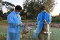 Vịt nuôi lấy trứng được cán bộ thú y xã Thông Bình, huyện Tân Hồng tiêm vaccine cúm gia cầm. Ảnh: Nhựt An - TTXVN