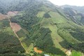 Năm 2023, Tuyên Quang phấn đấu trồng hơn 9.700 ha; duy trì hiệu quả diện tích rừng trồng là hơn 190.000 ha, tăng diện tích rừng cấp chứng chỉ FSC lên hơn 90.000 ha vào năm 2026; duy trì tỷ lệ che phủ rừng trên 65%. Ảnh: Vũ Sinh – TTXVN