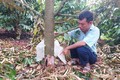 Những cây sầu riêng trong giai đoạn thu hoạch của gia đình ông Đỗ Văn Dũng, Bí thư Đảng uỷ xã Ia Phìn, huyện Chư Prông (Gia Lai) bị kẻ gian phá hoại. Ảnh: TTXVN 