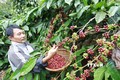 Tỉnh Đắk Lắk dẫn đầu khu vực miền Trung - Tây Nguyên về số lượng hợp tác xã nông nghiệp
