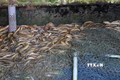 Mô hình nuôi lươn không bùn tại xã Ngọc Chúc, huyện Giồng Riềng, tỉnh Kiên Giang. Ảnh: Văn Sĩ - TTXVN