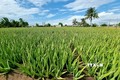 Ninh Thuận đẩy mạnh chuyển đổi cây trồng để nâng cao hiệu quả sản xuất