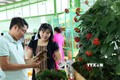 Quảng Nam: Khai mạc lễ hội sâm Ngọc Linh và kỷ niệm 20 năm tái lập huyện Nam Trà My