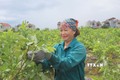 Làm giàu nhờ trồng giống ổi lê Đài Loan