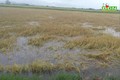 Nhiều diện tích lúa tại Đắk Nông ngập úng do mưa lớn kéo dài