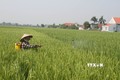 Kiểm soát sâu bệnh, dịch hại trên lúa Mùa tại các tỉnh phía Bắc
