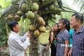 Trà Vinh: Liên kết mở rộng diện tích và nâng tầm giá trị cây dừa