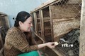 Nhân nuôi cầy vòi hương mang lại hiệu quả kinh tế cao