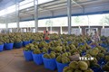 Vụ thu hoạch sầu riêng tại Đắk Lắk: Tranh mua tranh bán và những hệ lụy