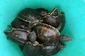 Kiên Giang: Phát hiện vụ vận chuyển rùa quý, hiếm