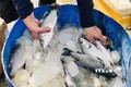 Hà Tĩnh: Hơn 50 tấn cá nuôi lồng bè bị chết vì sốc nước 