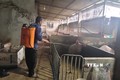 Bà Rịa-Vũng Tàu: Khẩn trương kiểm soát dịch tả lợn châu Phi