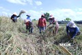 Người dân thôn Đắk Son 2, xã Phú Văn, huyện Bù Gia Mập gặt lúa trồng xen trong vườn cao su tái canh. Ảnh: K GỬIH -TTXVN