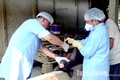 Cán bộ Chi cục Chăn nuôi, Thú y và Thuỷ sản lấy mẫu lợn xét nghiệm bệnh. Ảnh: baotuyenquang.com.vn