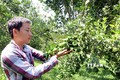 Nguyễn Thái Sơn - Chàng trai 9X với mô hình vườn cây ăn trái theo hướng hữu cơ