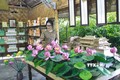 Ninh Bình: Độc đáo sản phẩm du lịch từ sen
