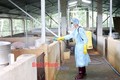 Trung tâm Dịch vụ nông nghiệp thành phố Đồng Xoài phun hóa chất tiêu độc, khử trùng chuồng trại chăn nuôi trên địa bàn thành phố Đồng Xoài. Ảnh: baobinhphuoc.com.vn