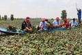 Du khách tham gia trải nghiệm hoạt động hái ấu của người nông dân ở khu vực lòng hồ Tân Trung, huyện Phú Tân, tỉnh An Giang. Ảnh: Công Mạo-TTXVN