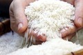 Hỗ trợ trên 267 tấn gạo cho học sinh vùng đặc biệt khó khăn