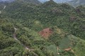 Hàng nghìn ha đất rừng sản xuất tại Quảng Trị bị bỏ hoang