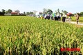 Thanh Hóa chuyển đổi đất lúa sang cây trồng mang hiệu quả kinh tế cao
