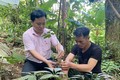 Người dân tộc thiểu số tại huyện Tu Mơ Rông (Kon Tum) vay vốn từ Ngân hàng Chính sách Xã hội để đầu tư trồng sâm Ngọc Linh, cho hiệu quả kinh tế cao. Ảnh: Khoa Chương - TTXVN