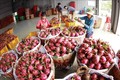 Hợp tác xã thanh long Long Hội ở xã An Lục Đông, huyện Châu Thành có 100 hộ thành viên trồng thanh long trên diện tích hơn 100ha, mỗi năm cung cấp phục vụ thị trường trong nước và xuất khẩu sang Trung Quốc khoảng hơn 5.000 tấn quả, thu lãi khoảng 2 tỷ đồn