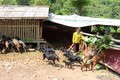 Gia đình chị Vi Thị Nhung, xã Mai Sơn, huyện Tương Dương, được Đồn biên phòng Nhôn Mai hỗ trợ 12 con dê giống thực hiện mô hình quân dân kết hợp. Ảnh: Văn Tý-TTXVN