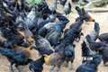 Nhiều giống gà mang lại giá trị kinh tế cao cho người chăn nuôi ở Quảng Ngãi