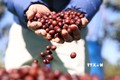 Cà phê đặc sản của trang trại Aeroco Coffee đã có mặt ở thị trường các nước châu Âu, Nhật Bản, Hoa Kỳ, Canada, Trung Quốc. Ảnh: Tuấn Anh – TTXVN