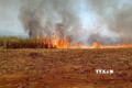 Kon Tum: Cháy ruộng mía, thiệt hại gần 6 ha