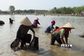 Đồng bào Khmer xuống bàu bắt cá bằng những dụng cụ thô sơ truyền thống. Ảnh: K GỬIH – TTXVN