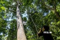 Ngày Quốc tế về Rừng: Đổi mới sáng tạo để quản lý, sử dụng rừng bền vững