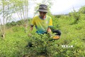 Kinh doanh nông sản sạch - hướng khởi nghiệp của thanh niên Quảng Ngãi