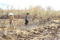 Gia Lai kịp thời hỗ trợ người dân thu hoạch diện tích mía bị cháy